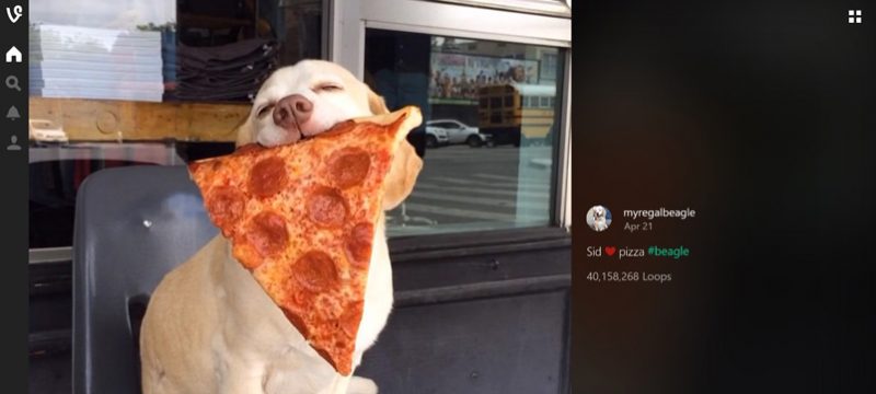 App de Vine Windows 10 plataforma