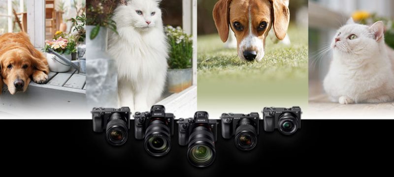 Sony Auto Foco Animal