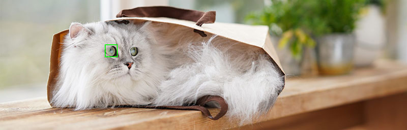 Sony Auto Foco Animal gato