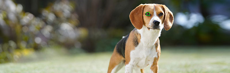 Sony Auto Foco Animal perro