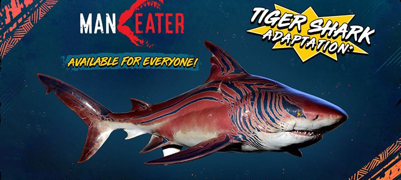 Tiger Shark Maneater