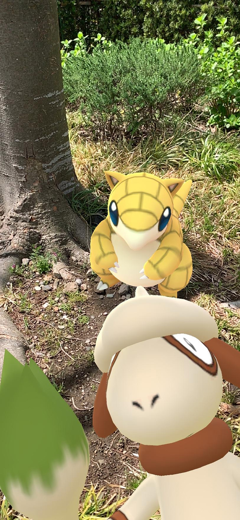 Pokemon GO x New Pokemon Snap evento Smeargle