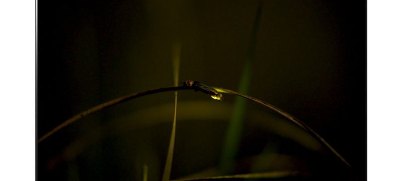 Luciérnagas-LG-OLED-TV 2021