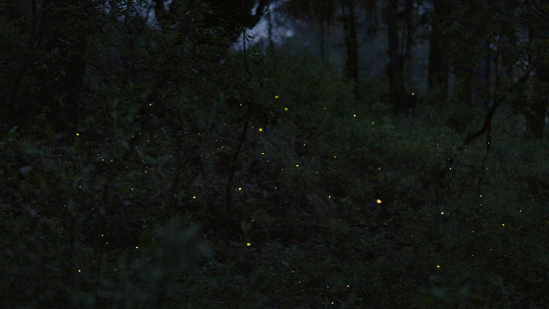 Luciérnagas campaña LG OLED TV