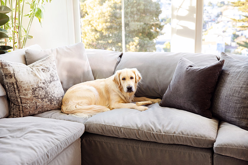 Brian Chesky Airbnb casa Sophie