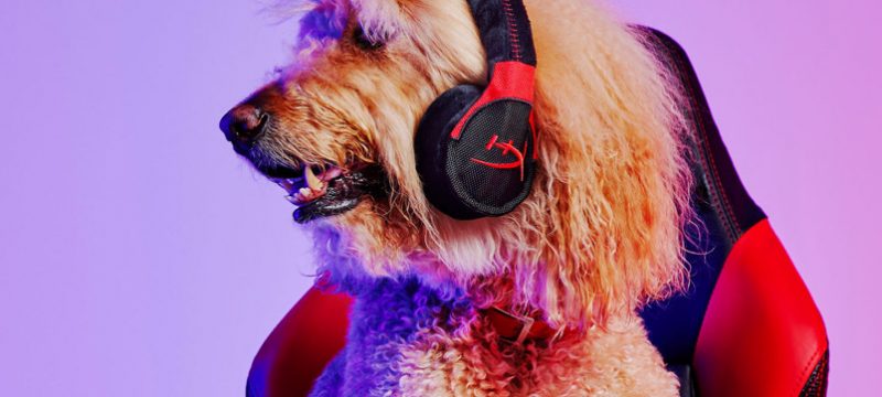 HyperX x P.L.A.Y. accesorios