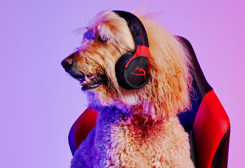 HyperX y P.L.A.Y. presentan colección de juguetes para mascotas