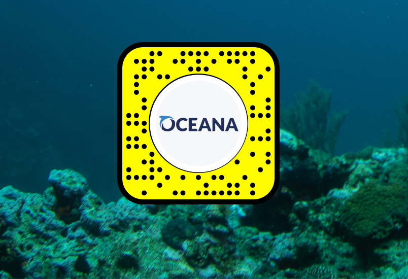 Snapchat y Oceana México nos enseñan sobre la vida marina