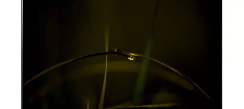 Luciérnagas-LG-OLED-TV 2021